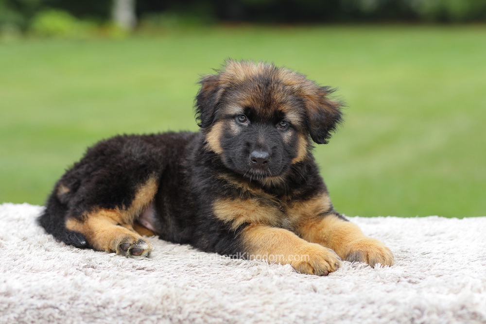 Zaina Image of Zaina, a German Shepherd puppy