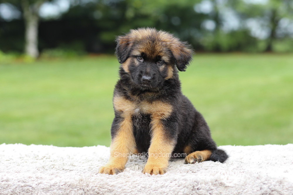 Zaina Image of Zaina, a German Shepherd puppy