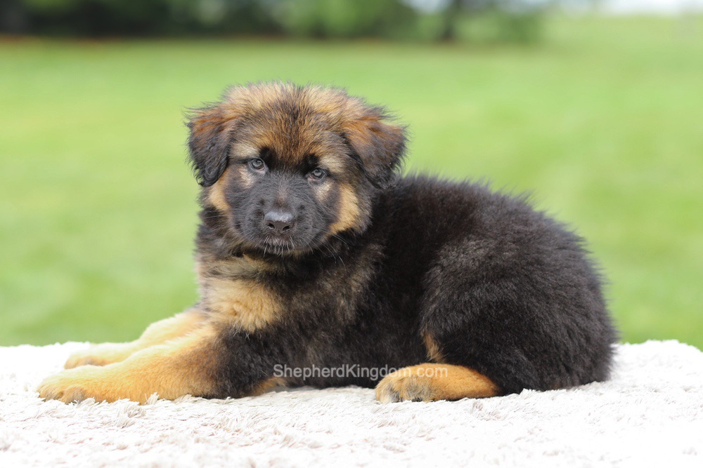 Zaina Image of Zaina, a German Shepherd puppy