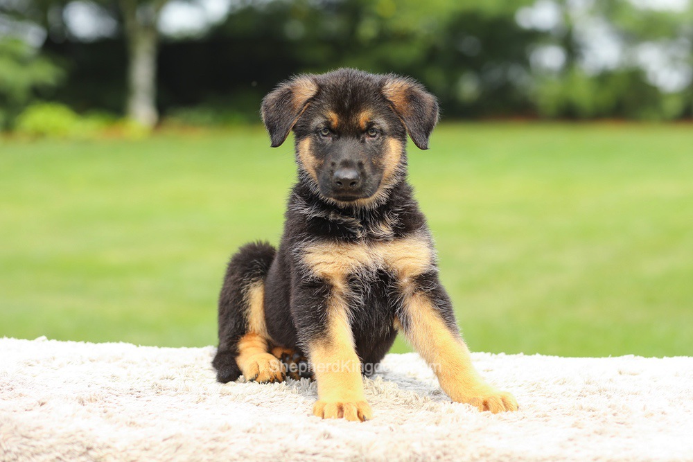 Zane Image of Zane, a German Shepherd puppy