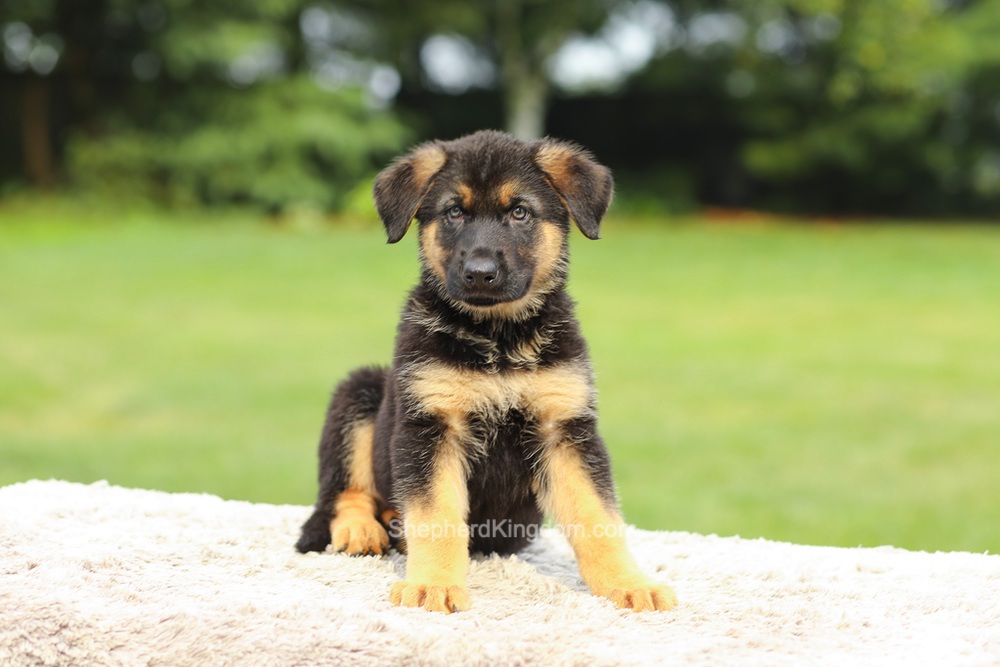 Zane Image of Zane, a German Shepherd puppy