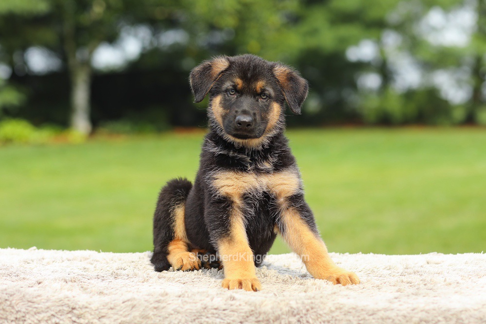 Zane Image of Zane, a German Shepherd puppy