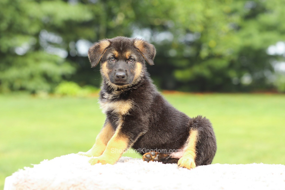 Zane Image of Zane, a German Shepherd puppy
