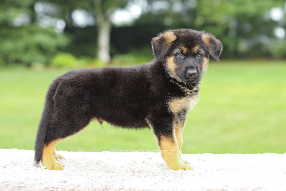Zane Image of Zane, a German Shepherd puppy