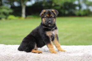 Image of Zora, a German Shepherd puppy