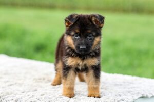 Image of Faith, a German Shepherd puppy