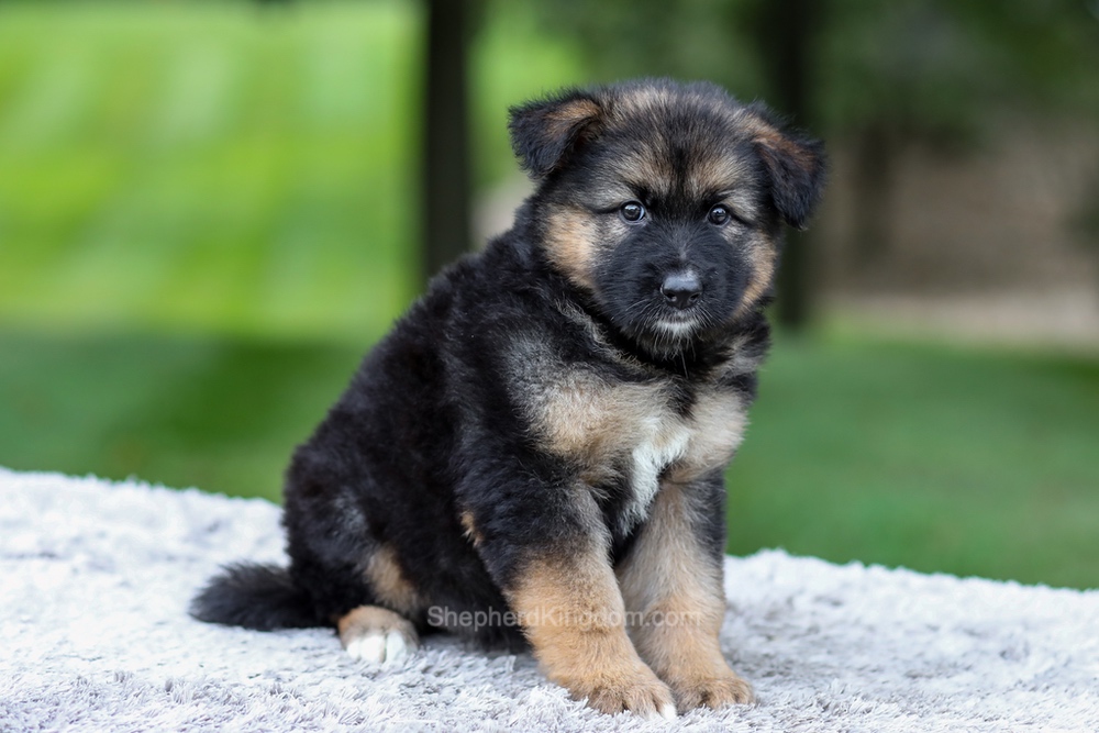 Harper Image of Harper, a German Shepherd puppy