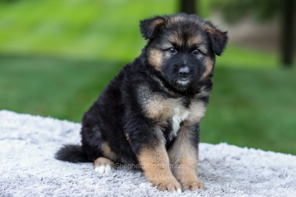 Harper Image of Harper, a German Shepherd puppy