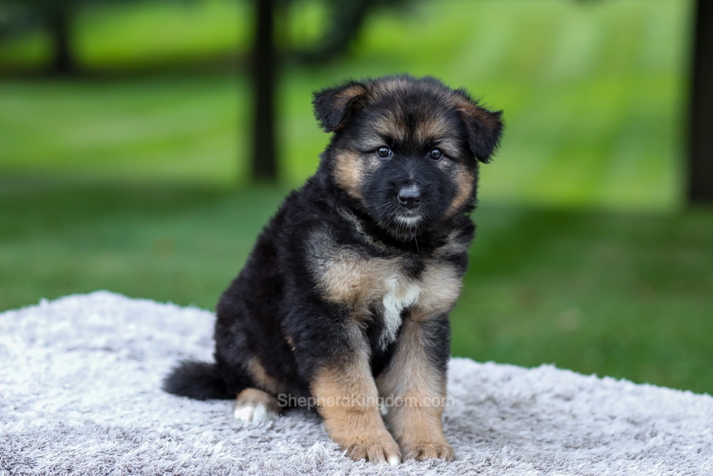 Harper Image of Harper, a German Shepherd puppy