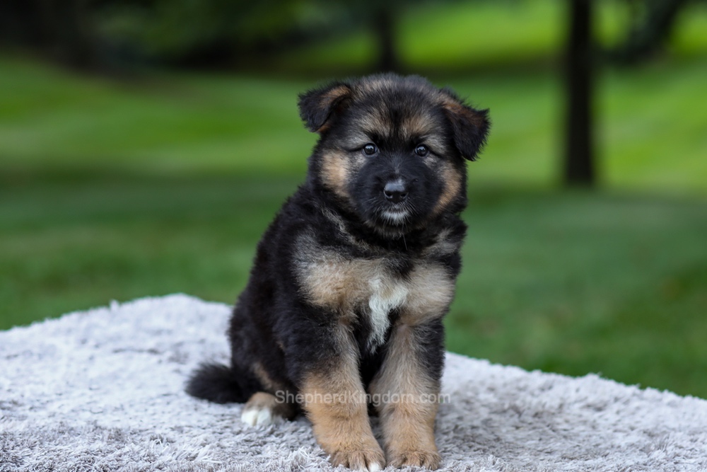 Harper Image of Harper, a German Shepherd puppy