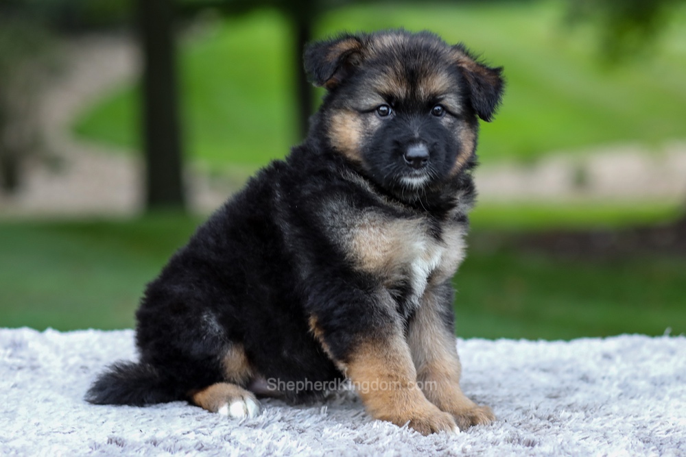 Harper Image of Harper, a German Shepherd puppy