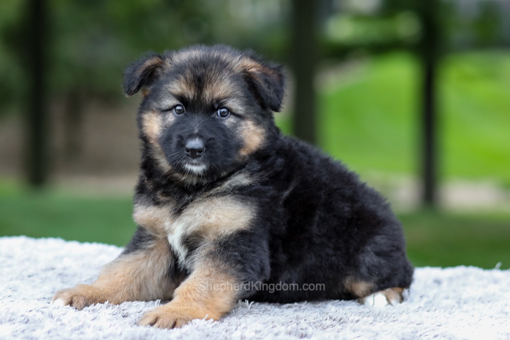 Harper Image of Harper, a German Shepherd puppy