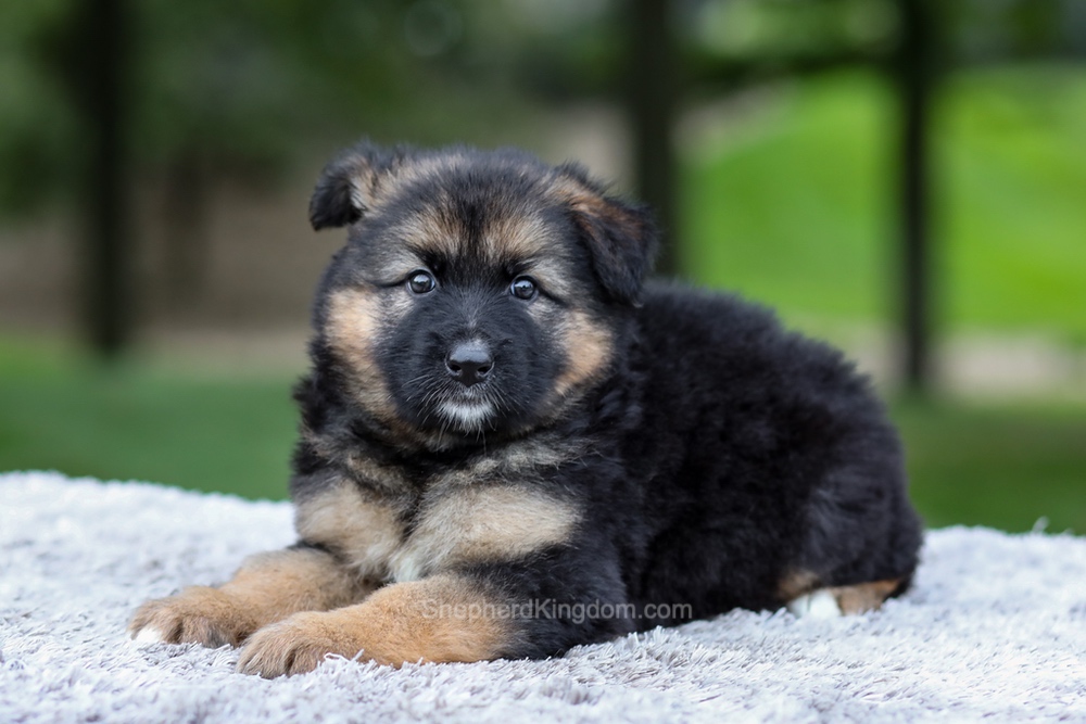Harper Image of Harper, a German Shepherd puppy