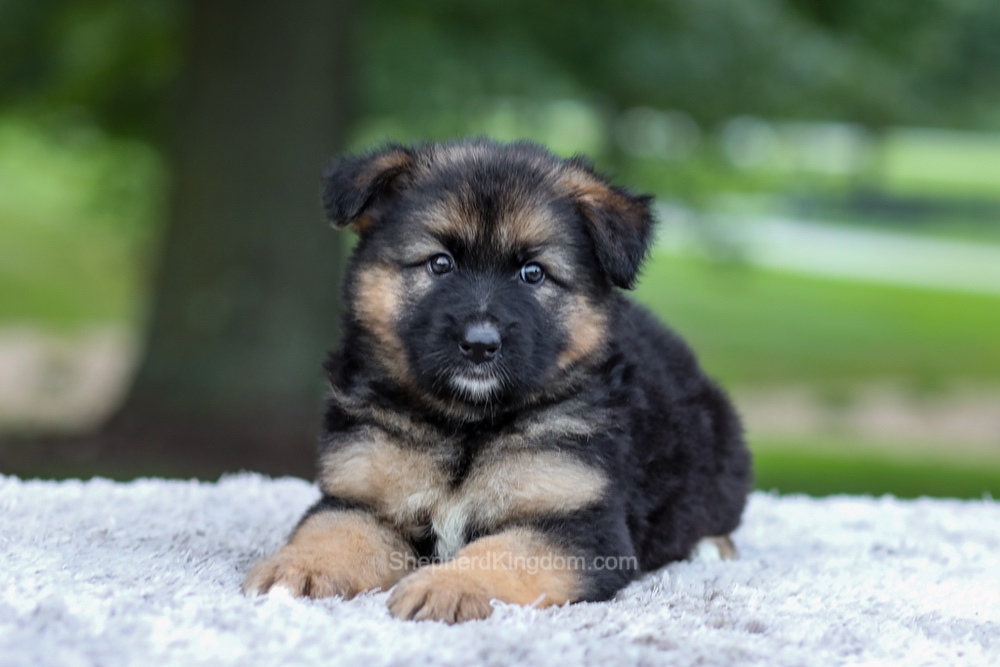 Harper Image of Harper, a German Shepherd puppy