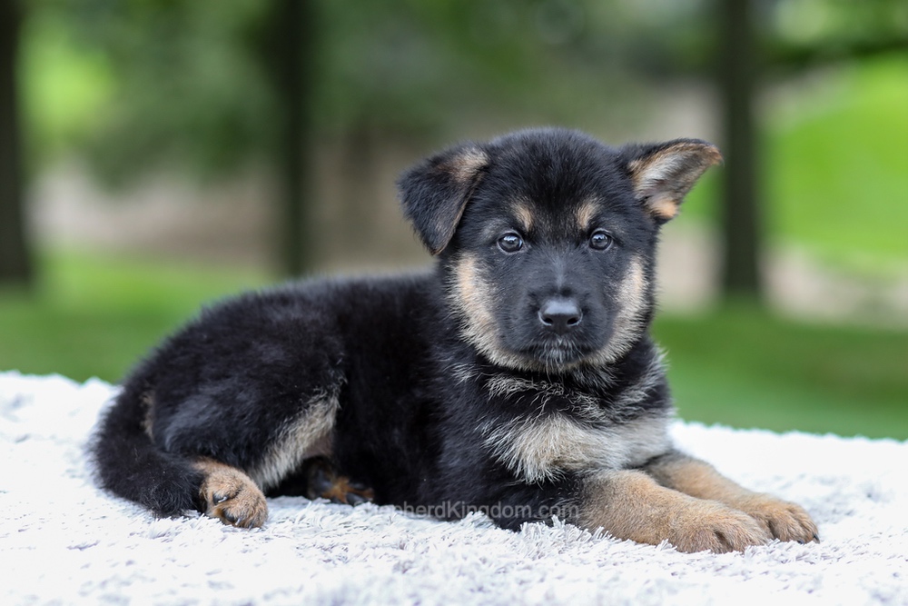 Hayden Image of Hayden, a German Shepherd puppy