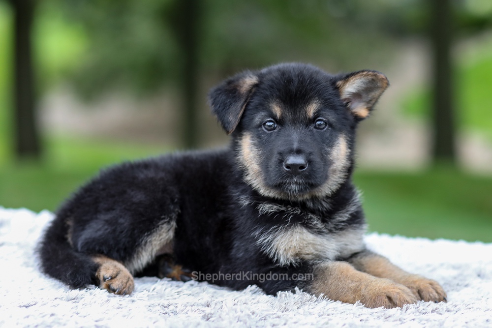 Hayden Image of Hayden, a German Shepherd puppy