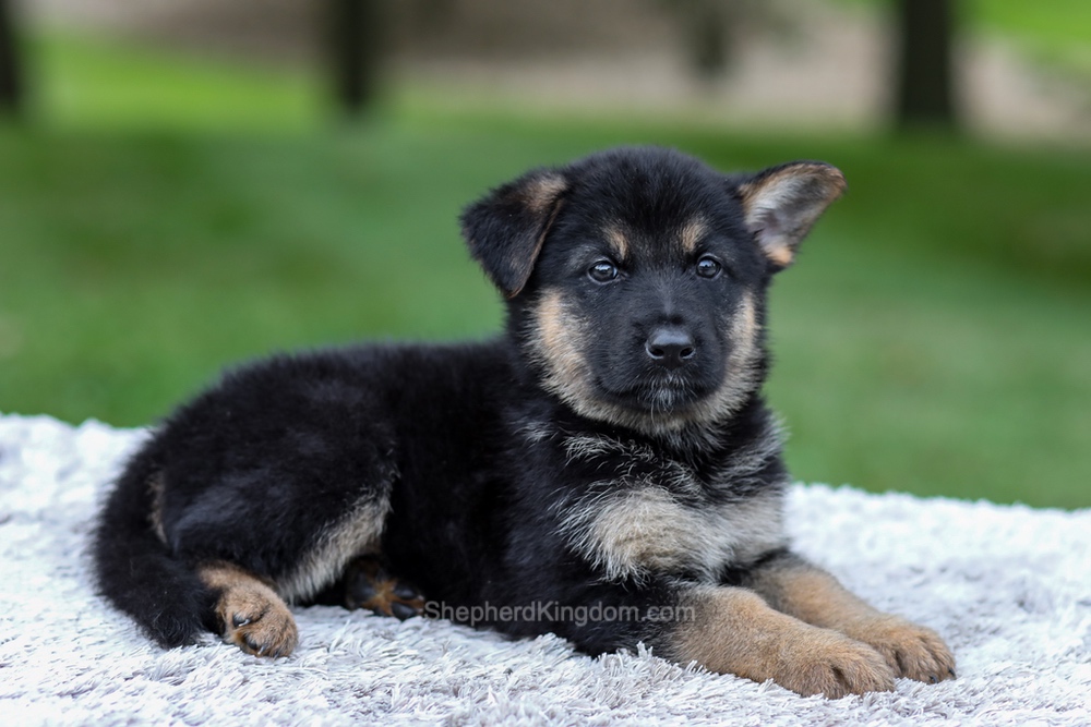 Hayden Image of Hayden, a German Shepherd puppy