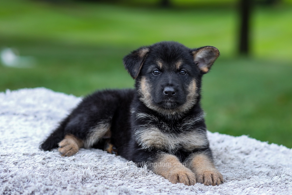 Hayden Image of Hayden, a German Shepherd puppy