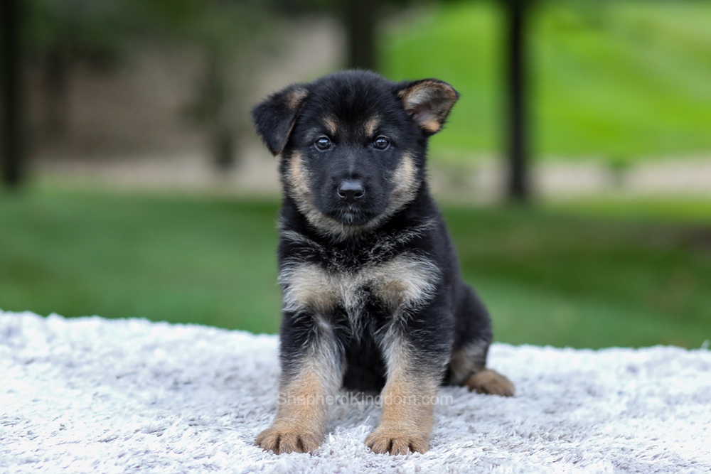 Hayden Image of Hayden, a German Shepherd puppy