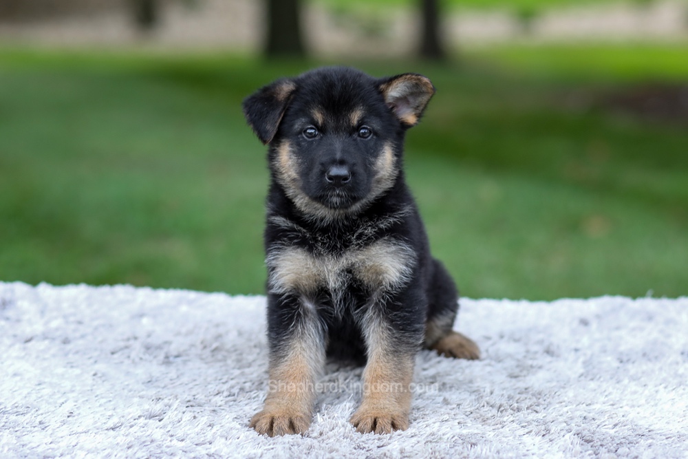 Hayden Image of Hayden, a German Shepherd puppy