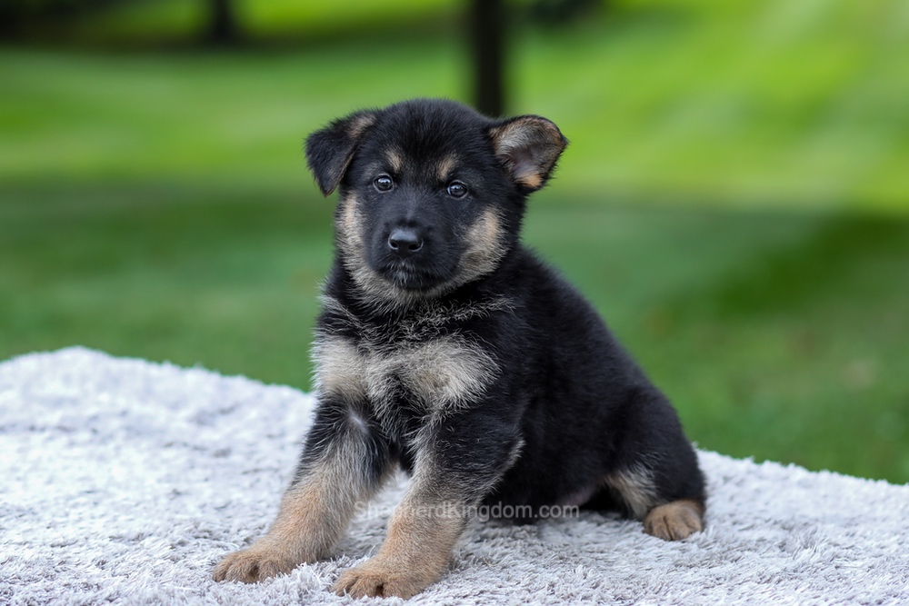 Hayden Image of Hayden, a German Shepherd puppy
