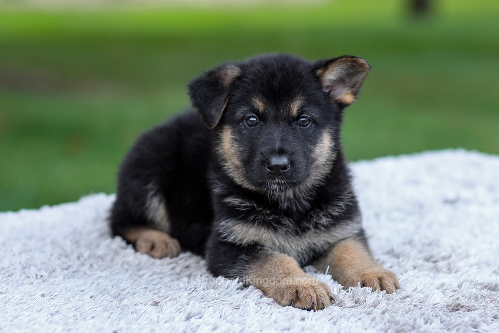 Hayden Image of Hayden, a German Shepherd puppy