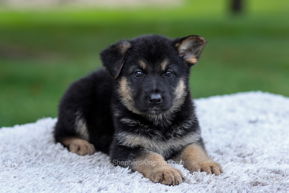 Hayden Image of Hayden, a German Shepherd puppy