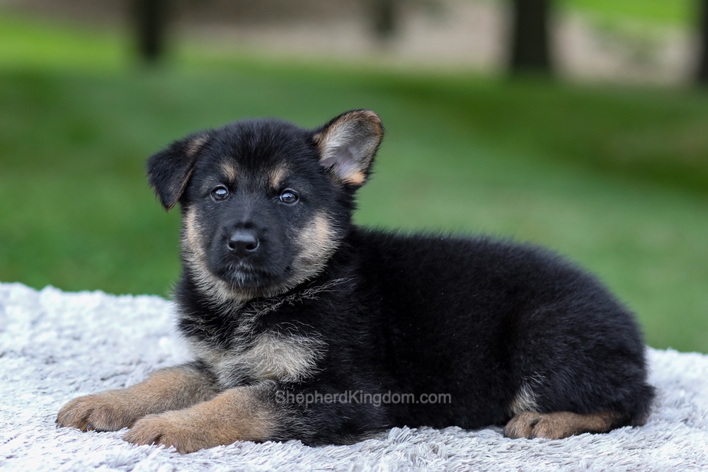 Hayden Image of Hayden, a German Shepherd puppy