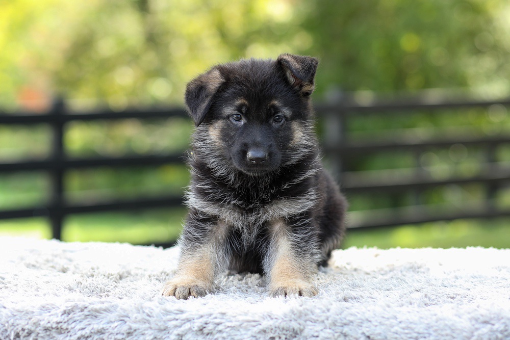 Jacy Image of Jacy, a German Shepherd puppy