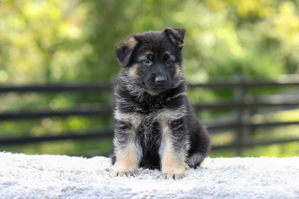 Jacy Image of Jacy, a German Shepherd puppy