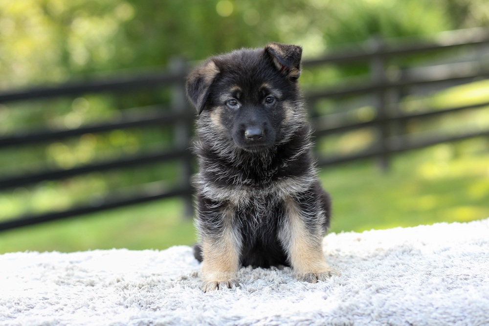 Jacy Image of Jacy, a German Shepherd puppy