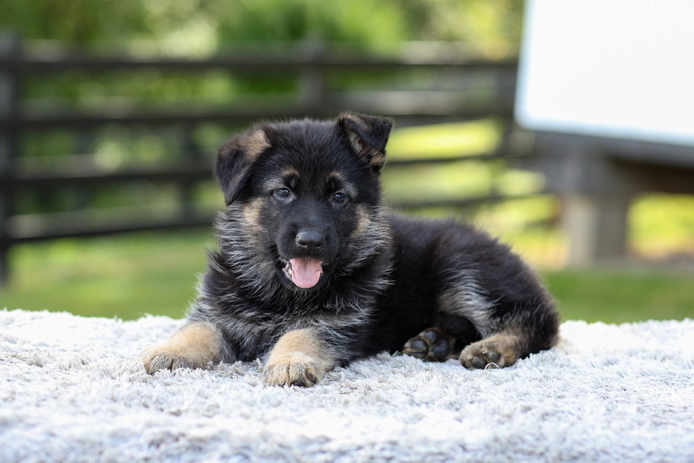 Jacy Image of Jacy, a German Shepherd puppy