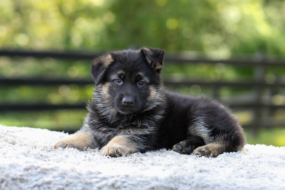 Jacy Image of Jacy, a German Shepherd puppy