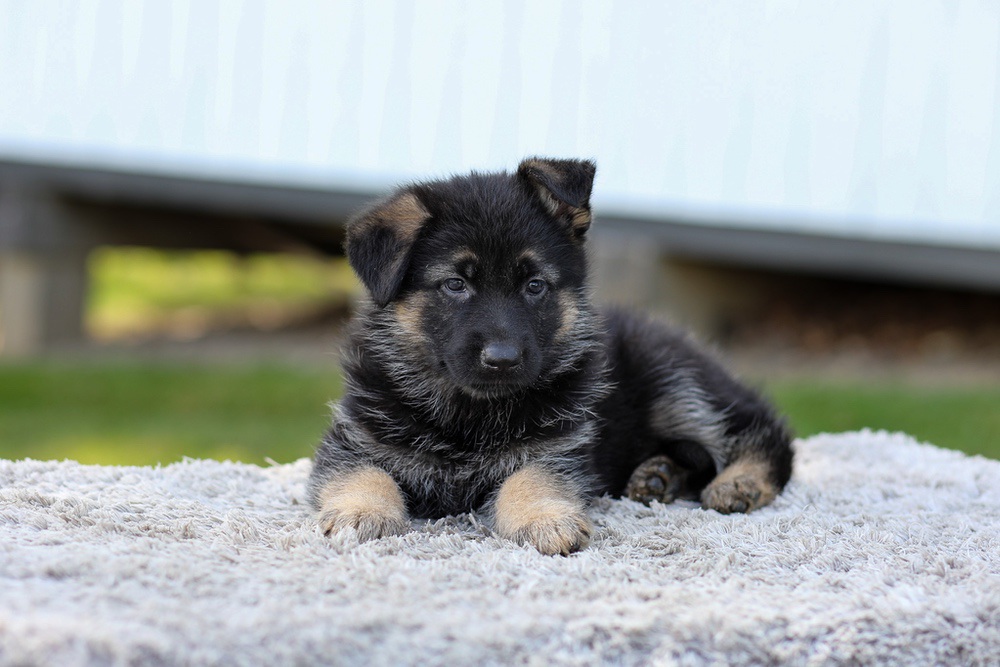 Jacy Image of Jacy, a German Shepherd puppy