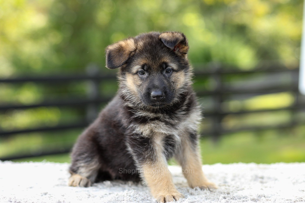 Jade Image of Jade, a German Shepherd puppy