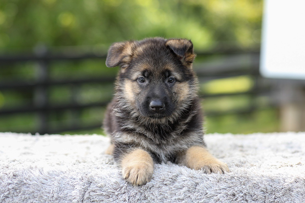 Jade Image of Jade, a German Shepherd puppy