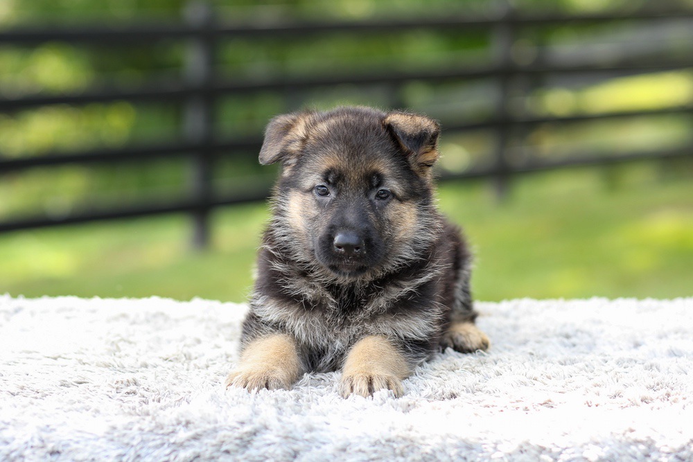 Jade Image of Jade, a German Shepherd puppy