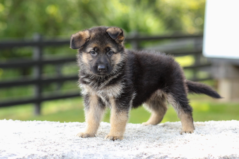 Jade Image of Jade, a German Shepherd puppy