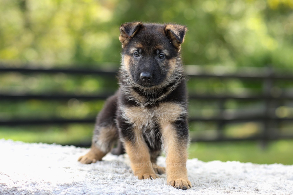 Juno Image of Juno, a German Shepherd puppy