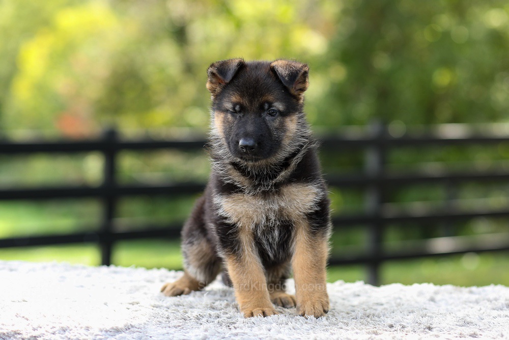Juno Image of Juno, a German Shepherd puppy