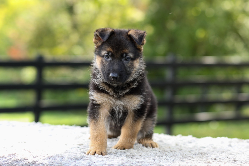 Juno Image of Juno, a German Shepherd puppy
