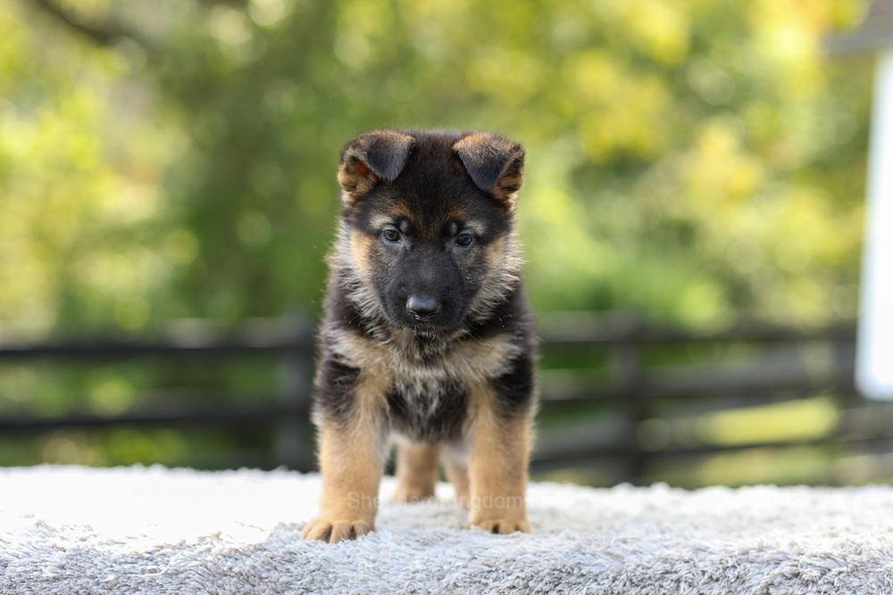 Juno Image of Juno, a German Shepherd puppy