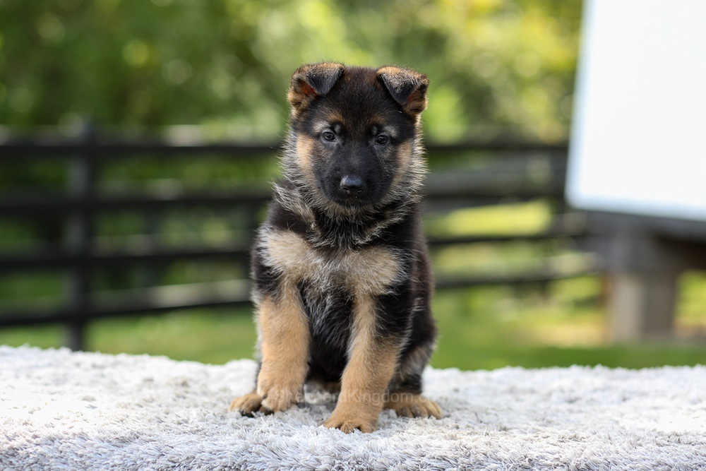 Juno Image of Juno, a German Shepherd puppy