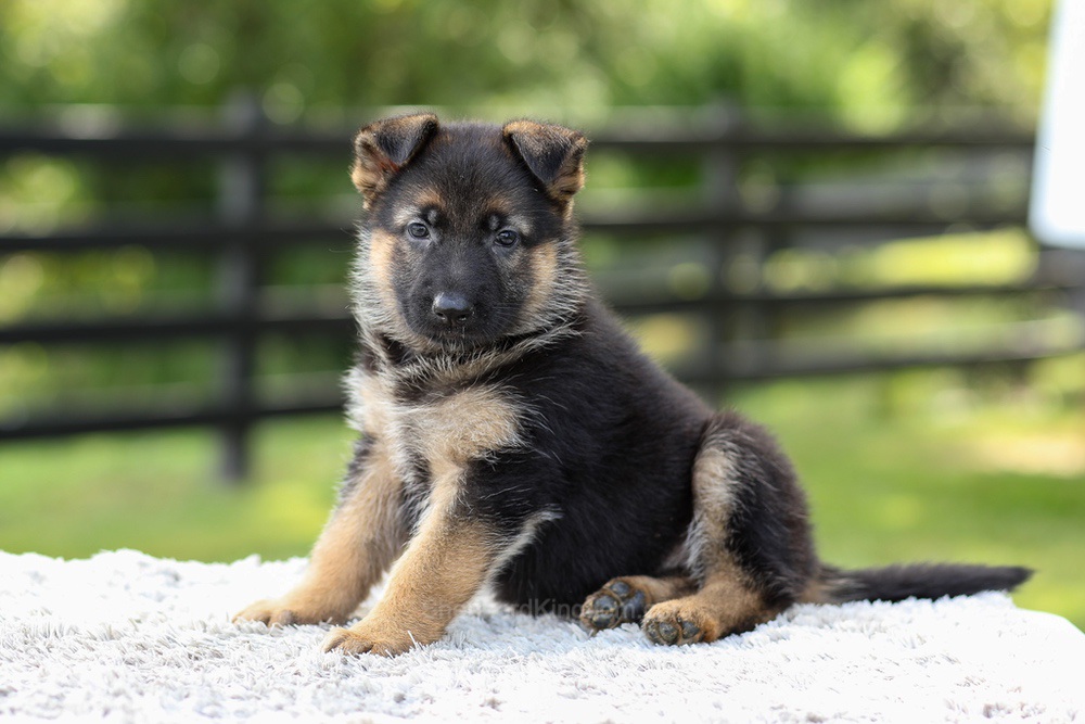 Juno Image of Juno, a German Shepherd puppy
