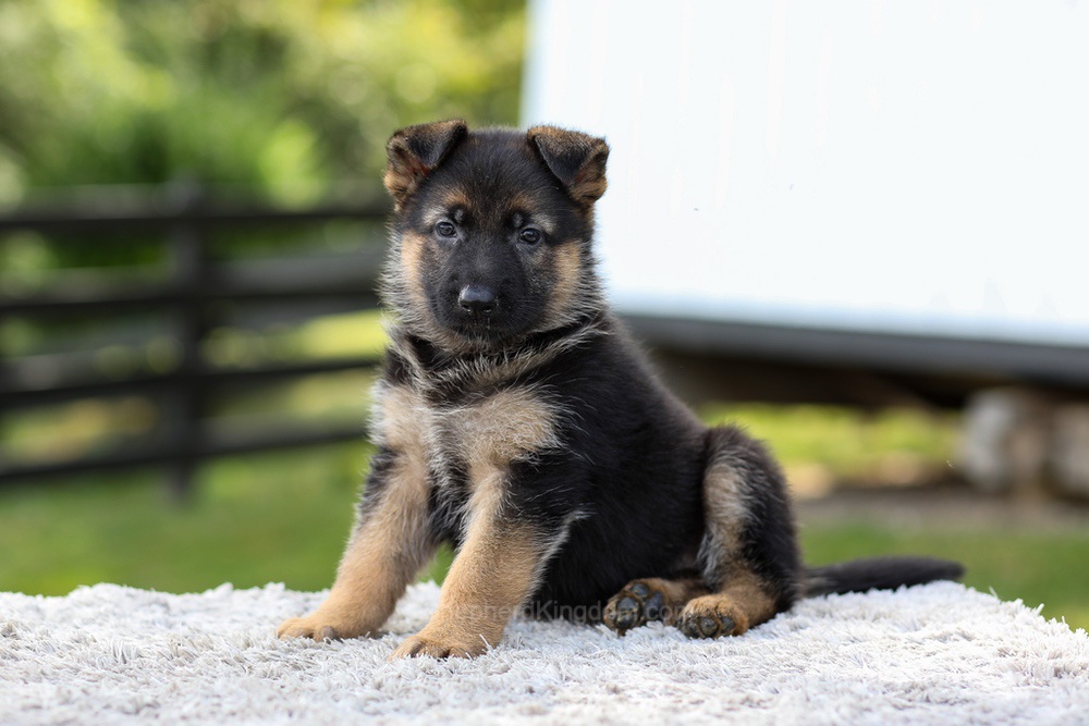 Juno Image of Juno, a German Shepherd puppy