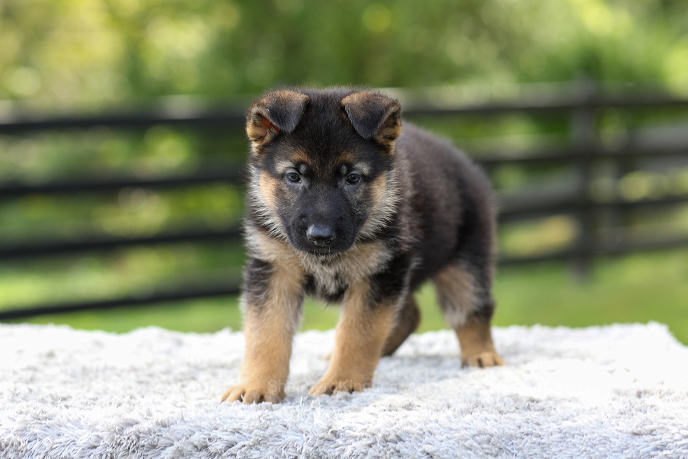 Juno Image of Juno, a German Shepherd puppy