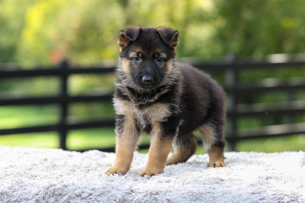 Juno Image of Juno, a German Shepherd puppy