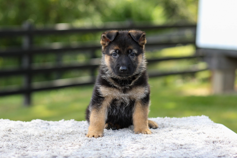 Juno Image of Juno, a German Shepherd puppy