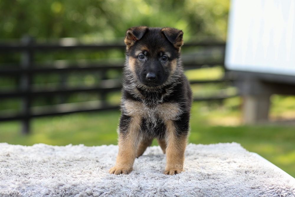 Juno Image of Juno, a German Shepherd puppy