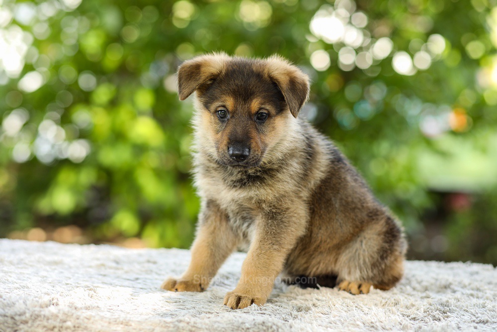 Kasey Image of Kasey, a German Shepherd puppy